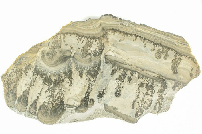 Triassic Aged Stromatolite Fossil - England #211727
